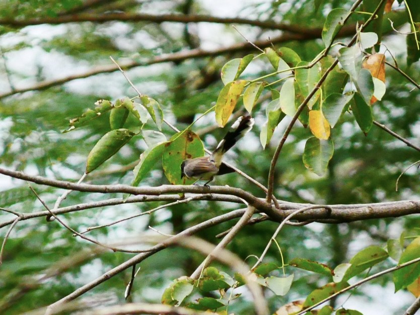 Philippine Pied-Fantail - ML628178568