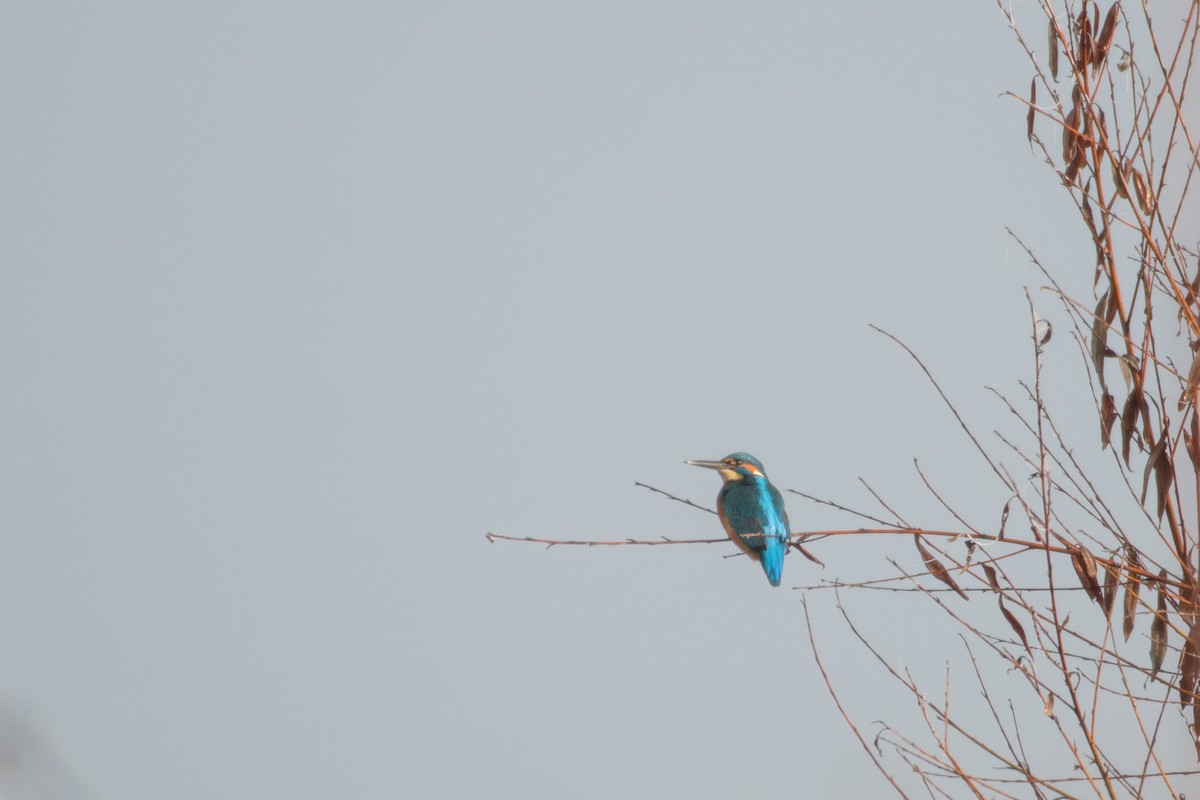 Common Kingfisher - ML628178571