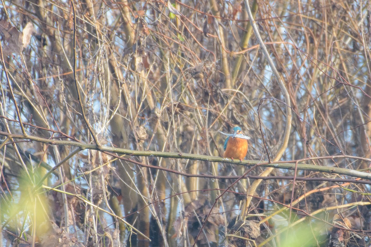 Common Kingfisher - ML628178572