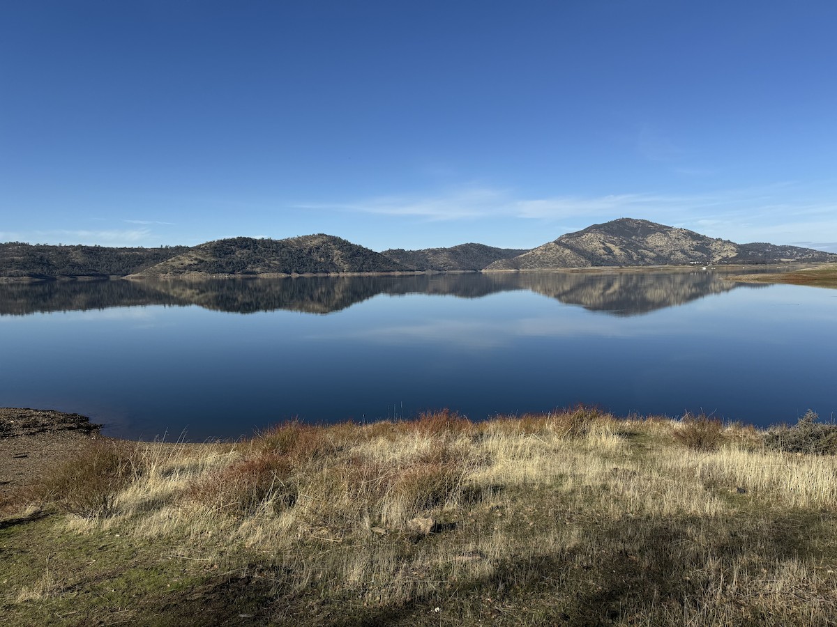 American Wigeon - ML628178573