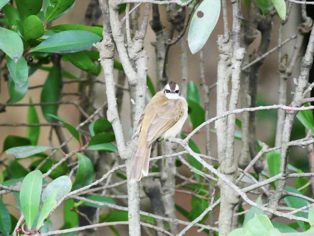 Yellow-vented Bulbul (Philippine) - ML628178574