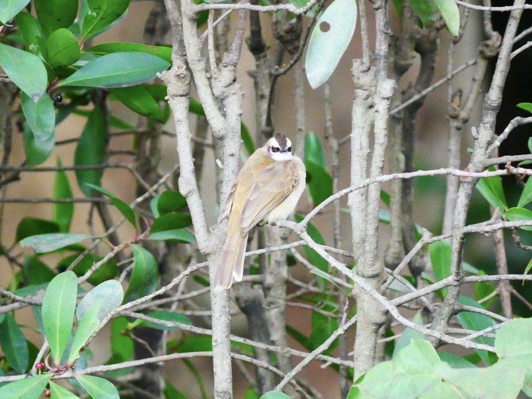 Yellow-vented Bulbul (Philippine) - ML628178575