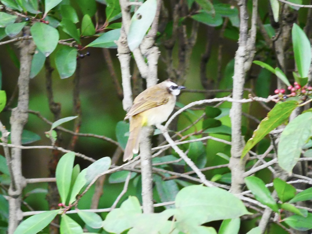 Yellow-vented Bulbul (Philippine) - ML628178576