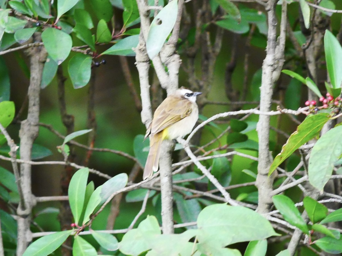 Yellow-vented Bulbul (Philippine) - ML628178577