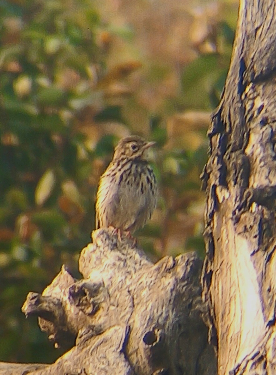Olive-backed Pipit - ML628178663