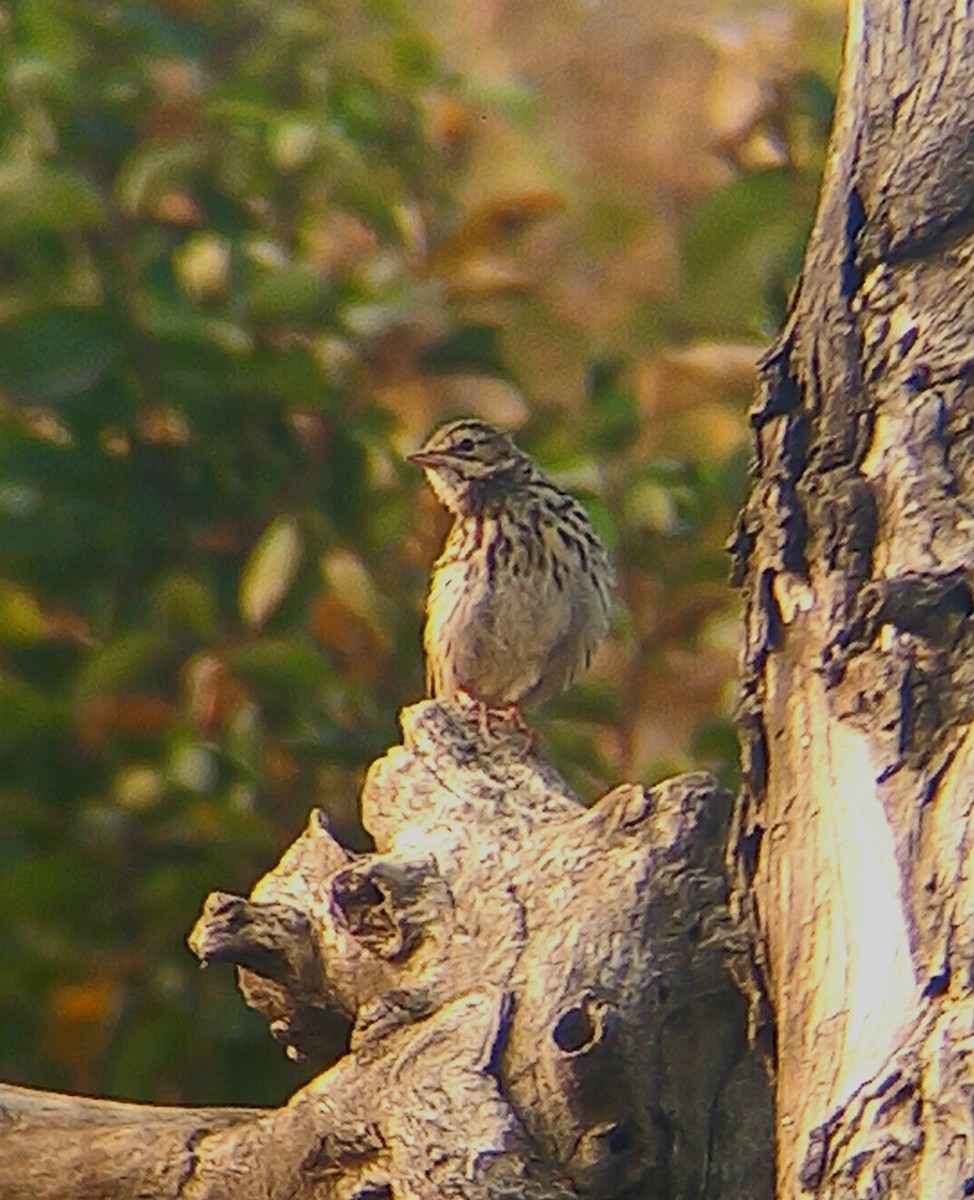 Olive-backed Pipit - ML628178664