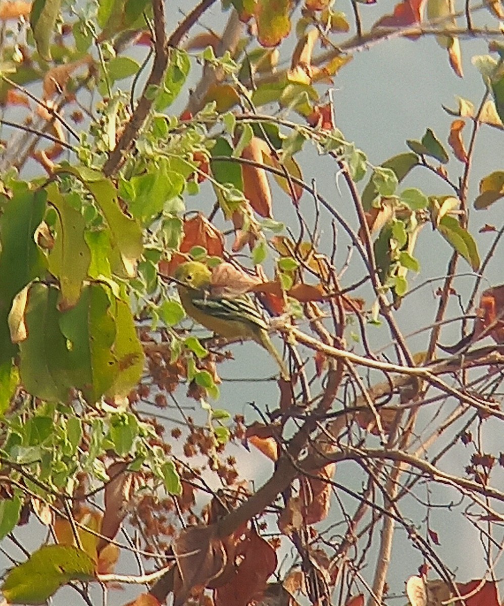 Common Iora - ML628178670