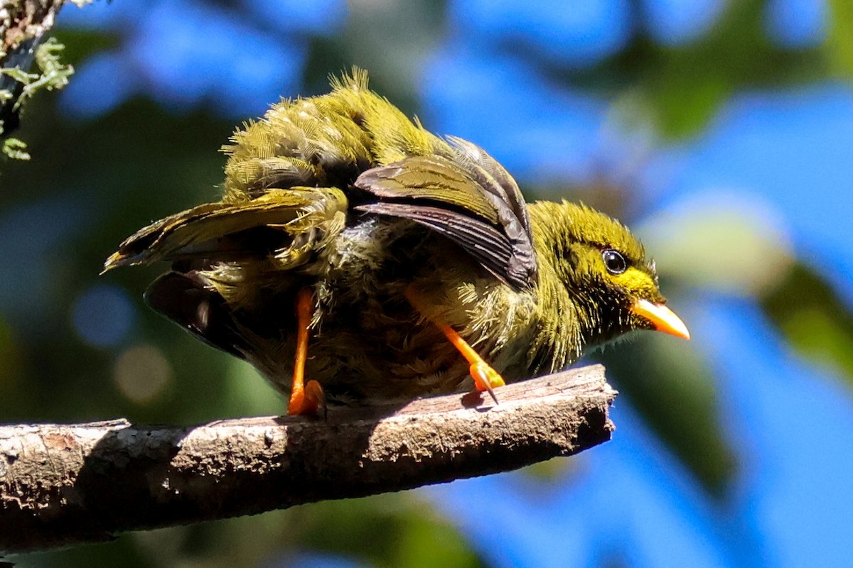 Bell Miner - ML628178783