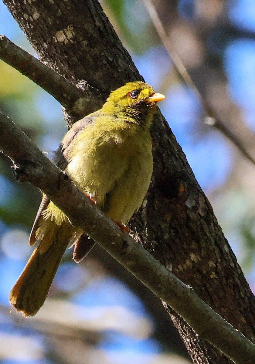 Bell Miner - ML628178784