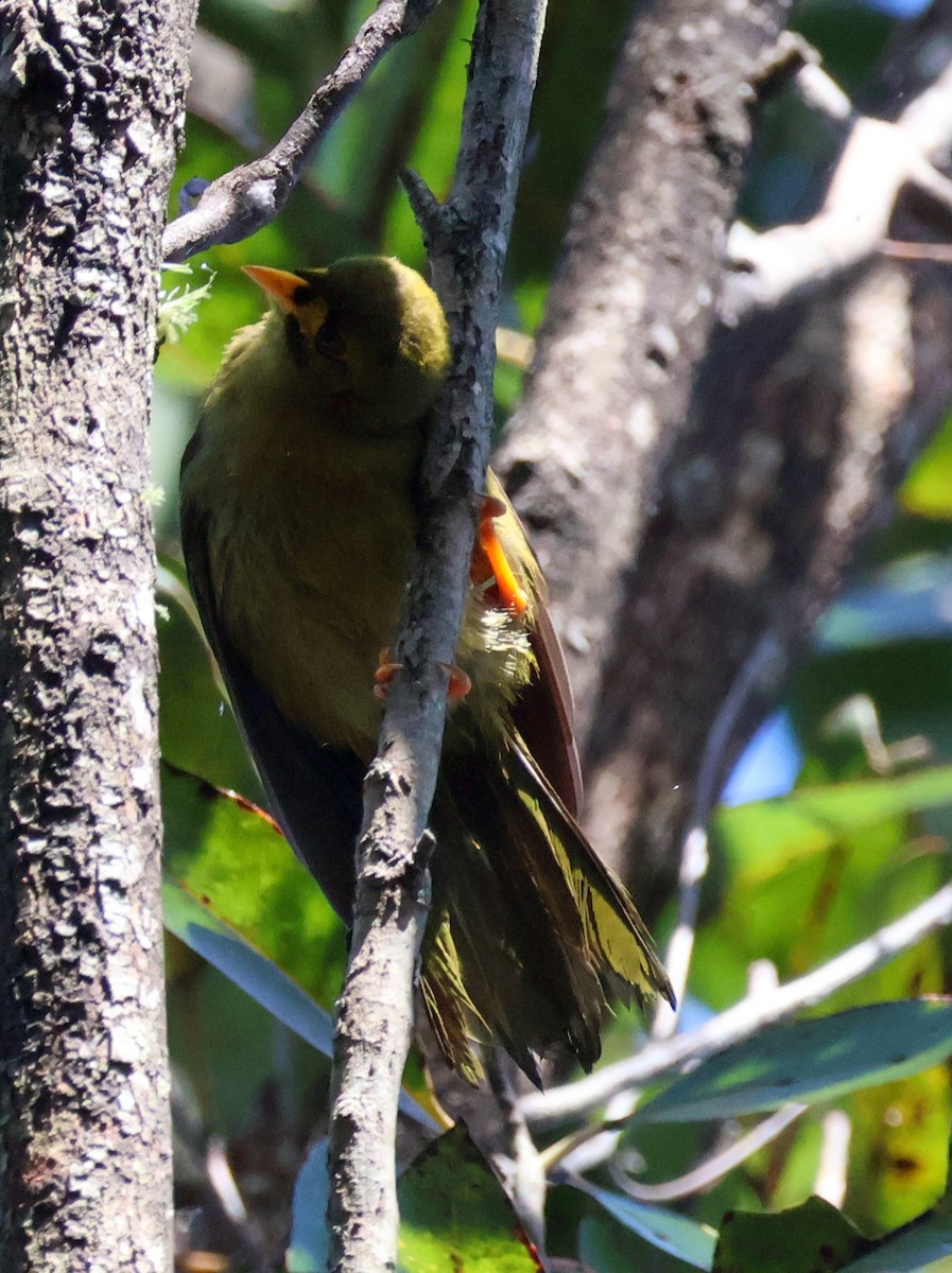 Bell Miner - ML628178787