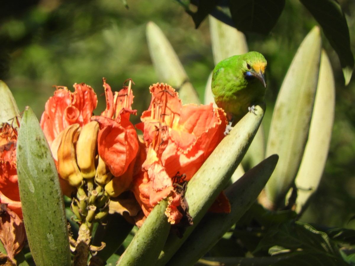 Golden-fronted Leafbird - ML628178812