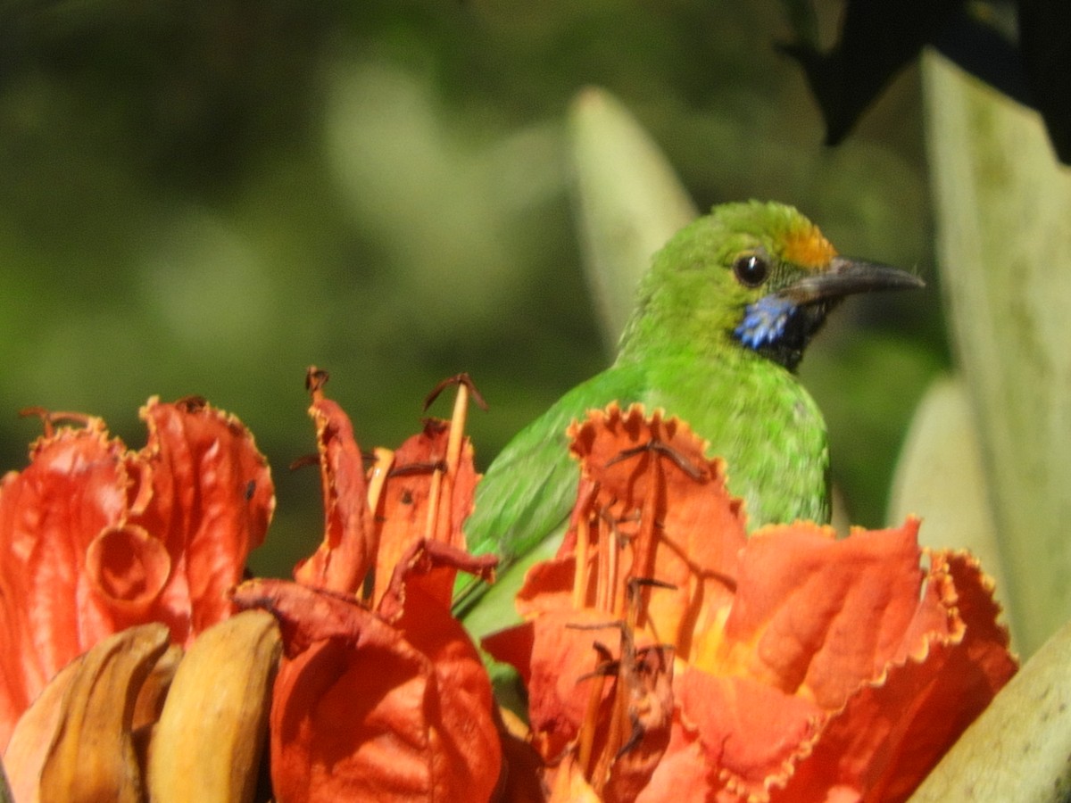 Golden-fronted Leafbird - ML628178813