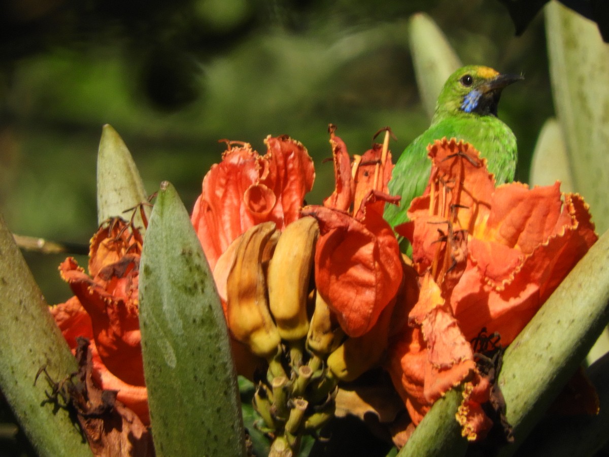 Golden-fronted Leafbird - ML628178814