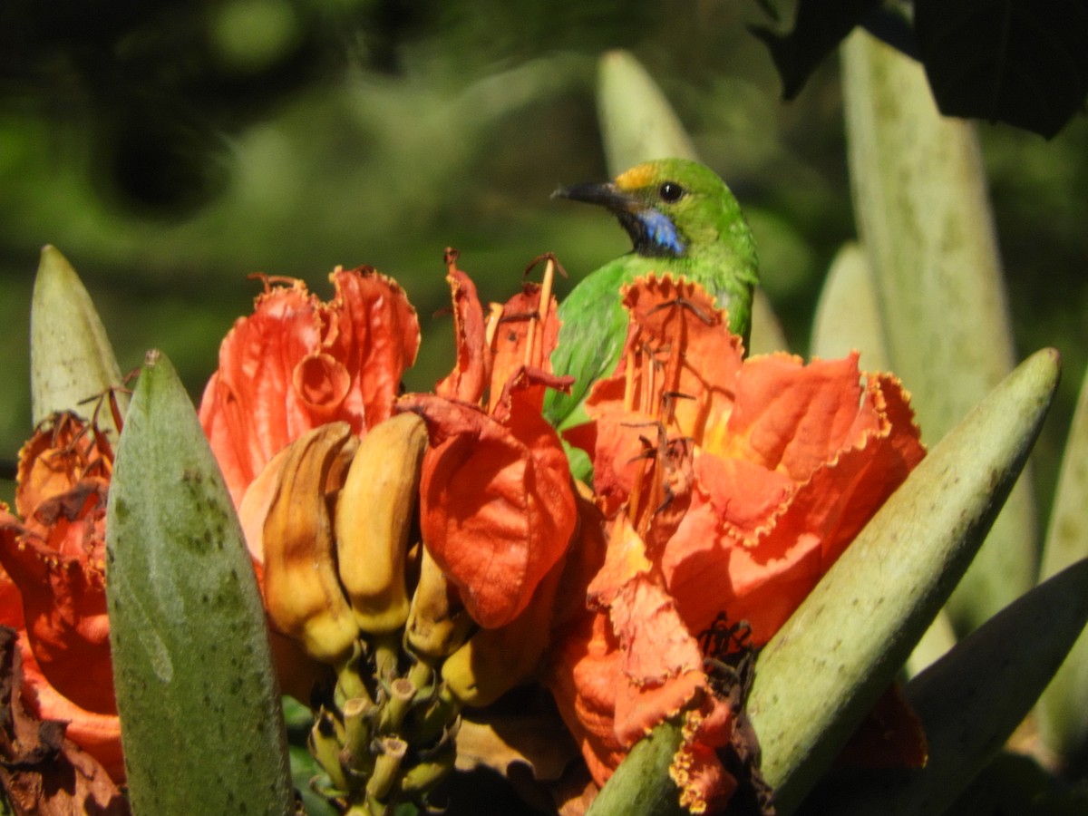 Golden-fronted Leafbird - ML628178815