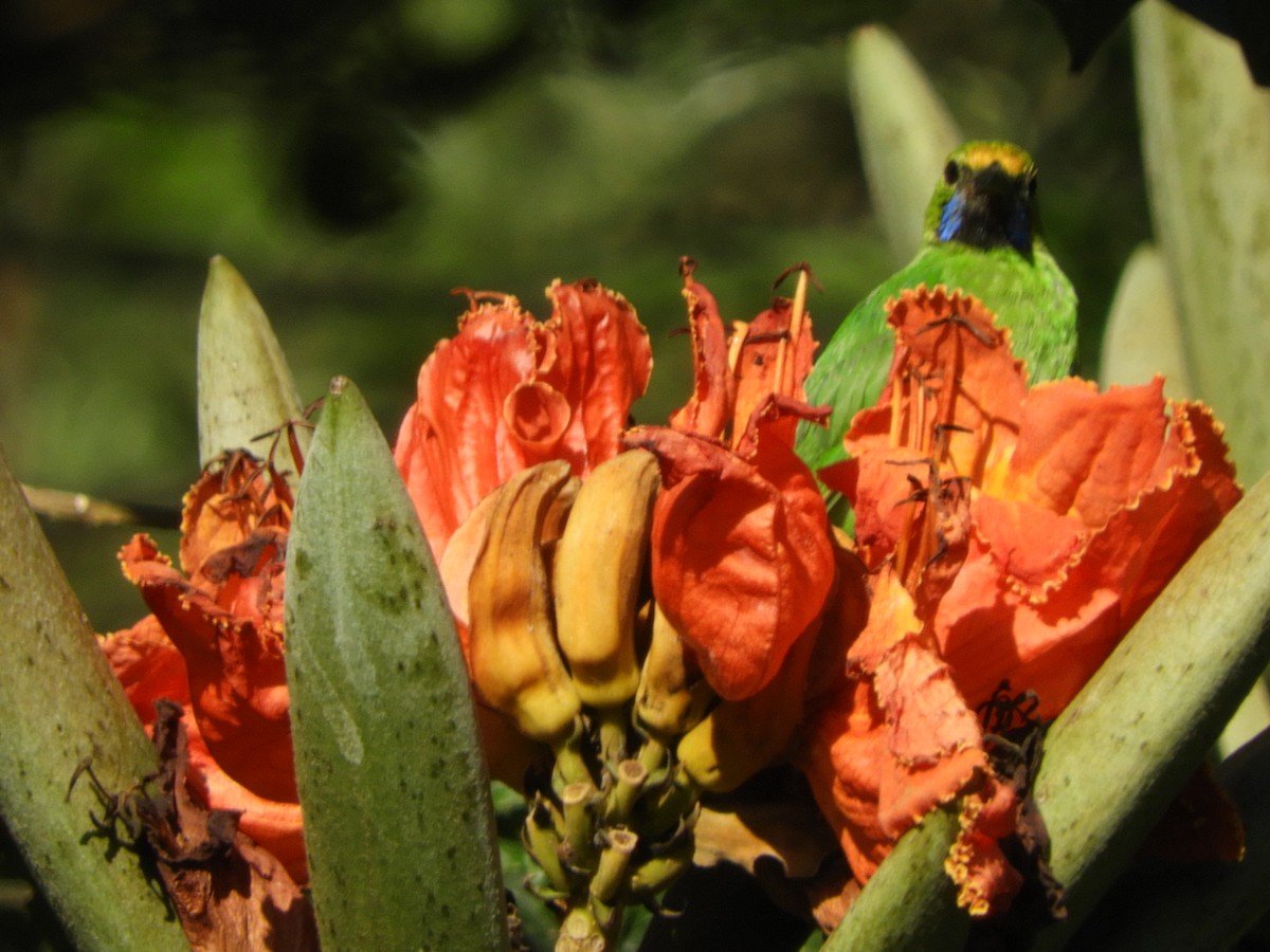 Golden-fronted Leafbird - ML628178816