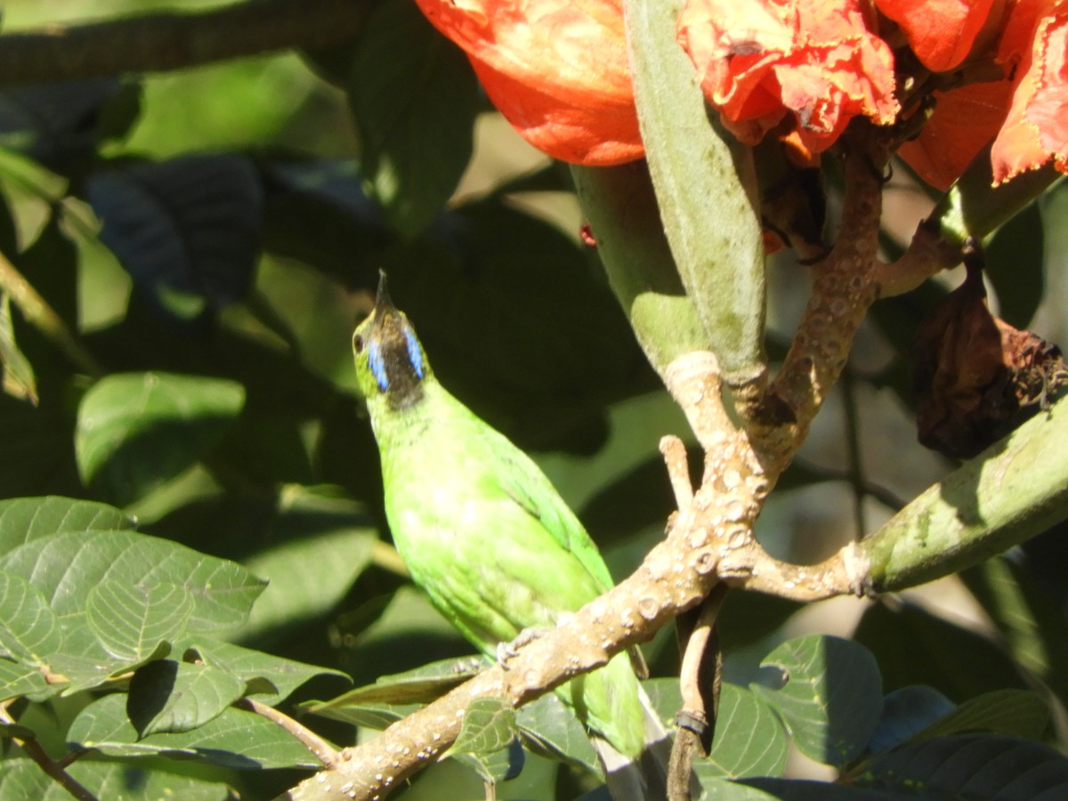 Golden-fronted Leafbird - ML628178817