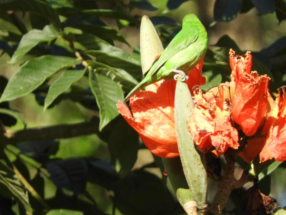 Golden-fronted Leafbird - ML628178819