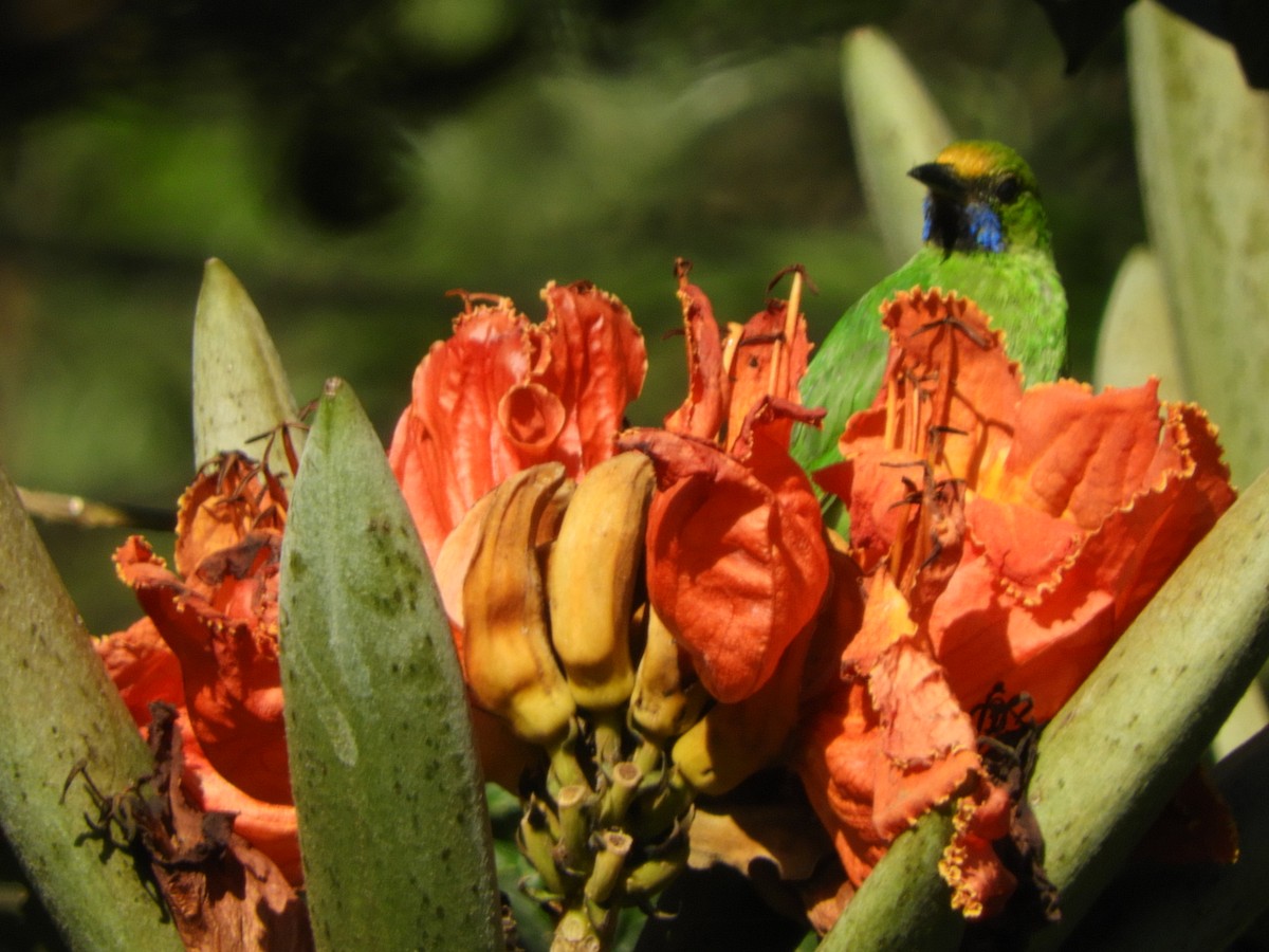 Golden-fronted Leafbird - ML628178820