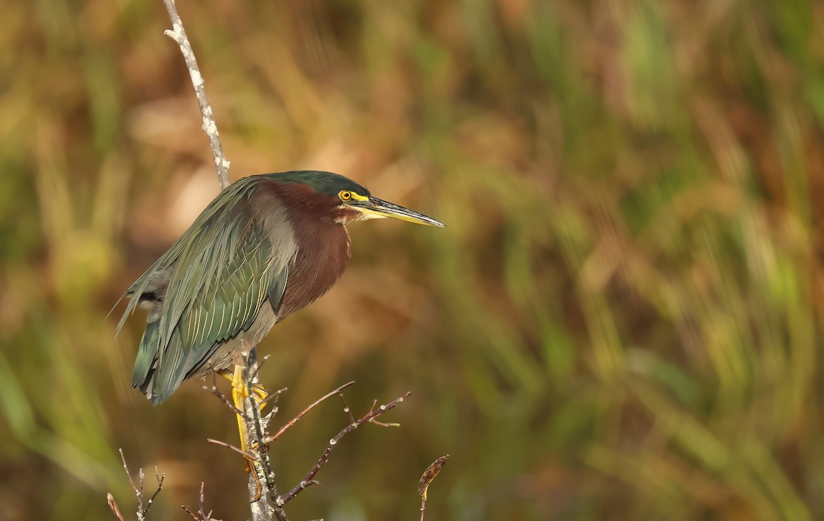 Green Heron - ML628178844