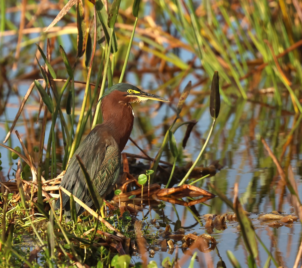 Green Heron - ML628178845