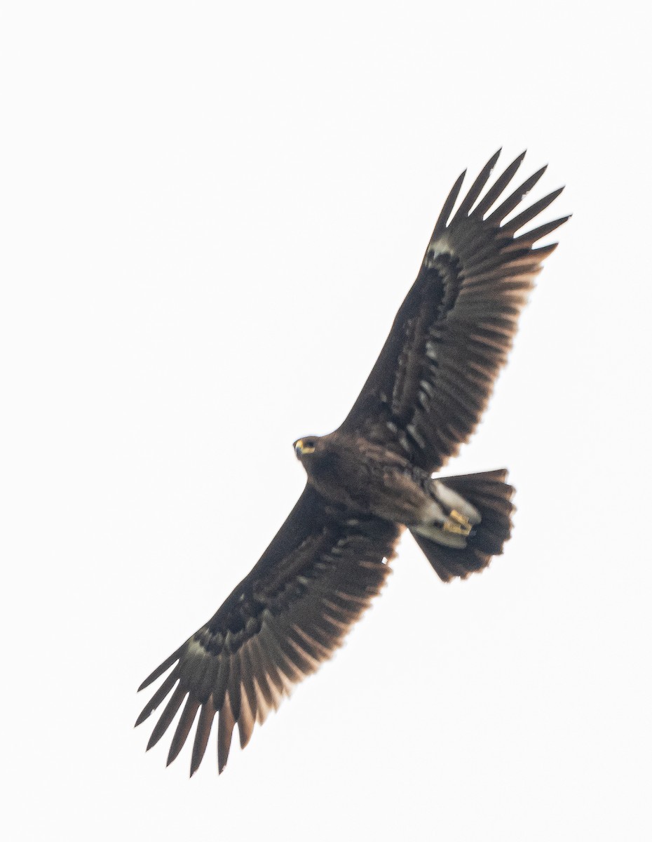 Greater Spotted Eagle - ML628178868