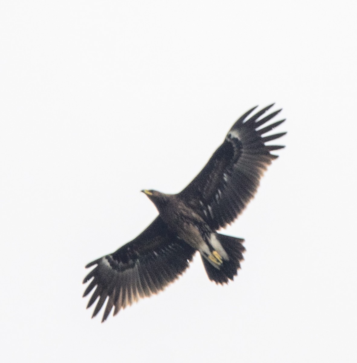 Greater Spotted Eagle - ML628178869