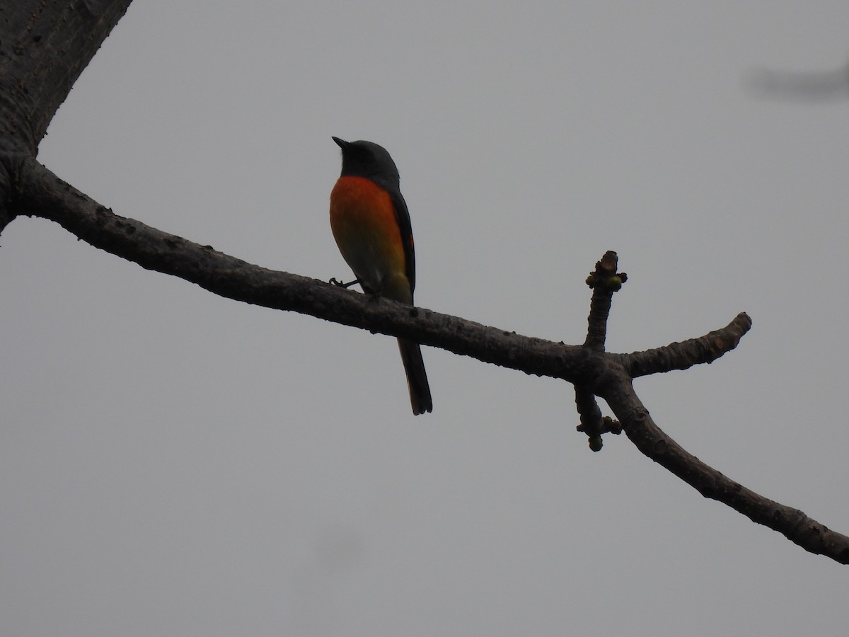 Small Minivet - ML628178872