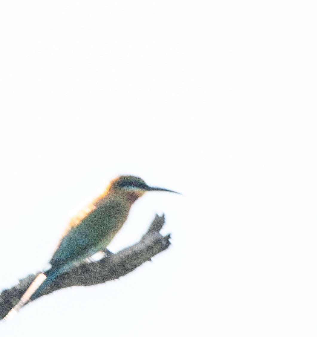 Blue-tailed Bee-eater - ML628178892