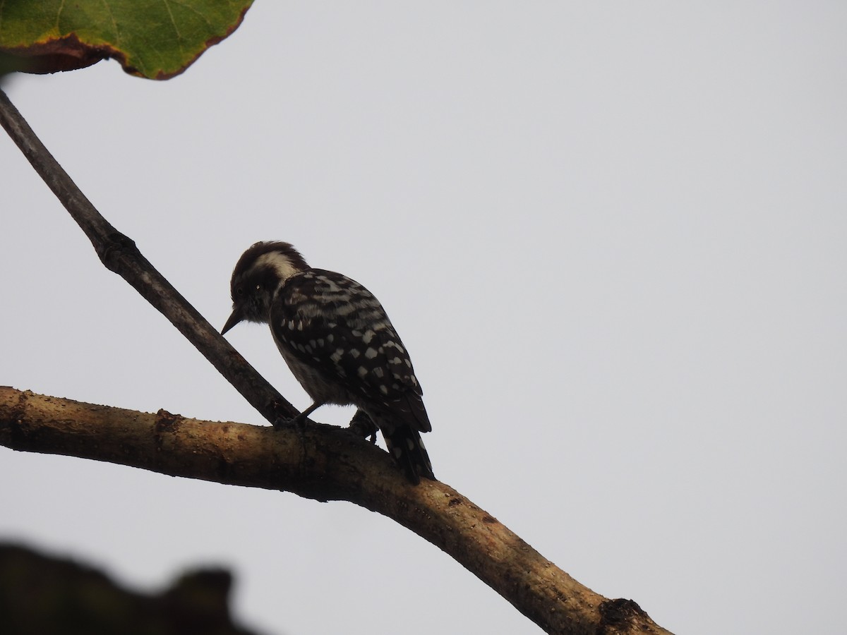 Brown-capped Pygmy Woodpecker - ML628178894