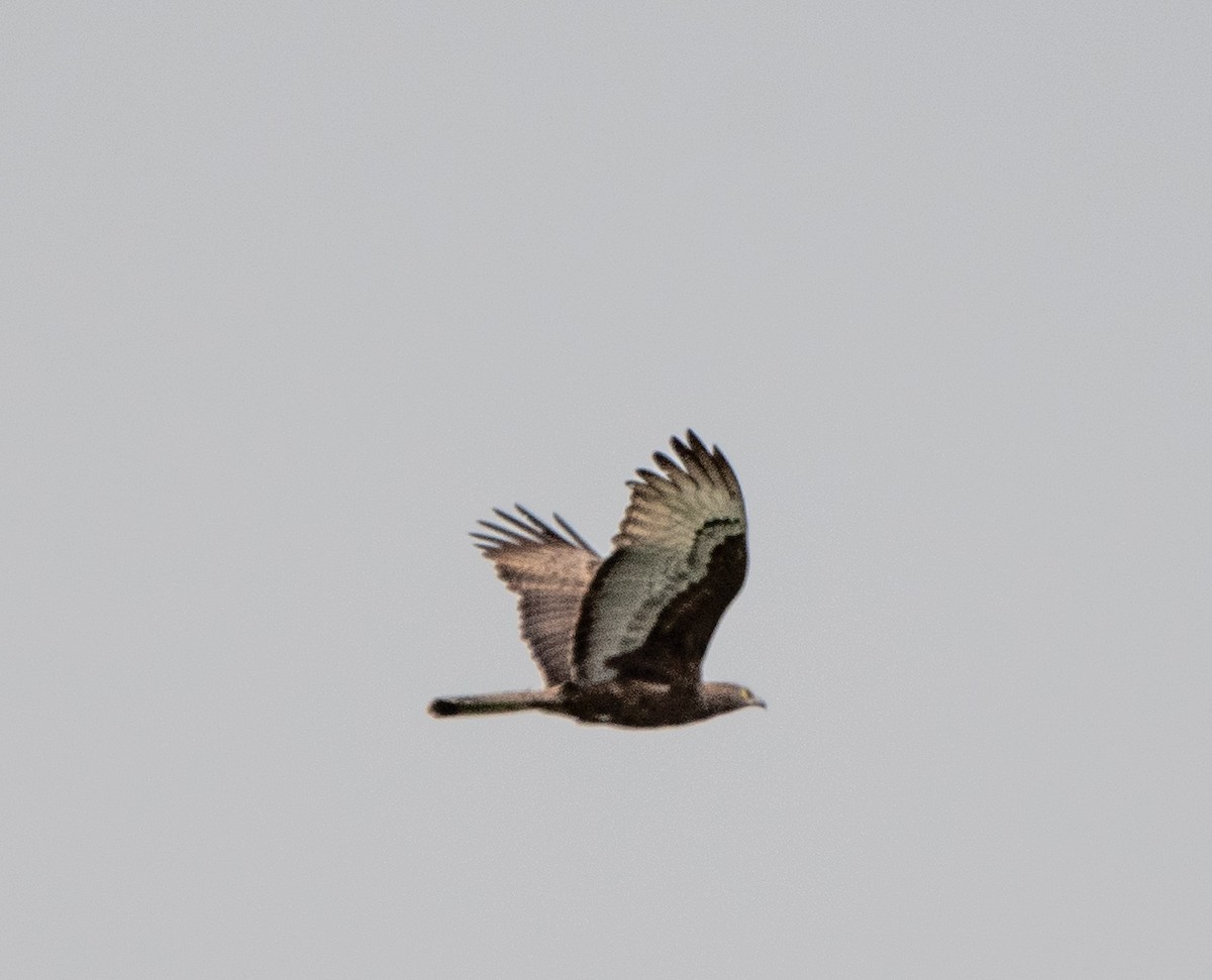 Oriental Honey-buzzard - ML628178908