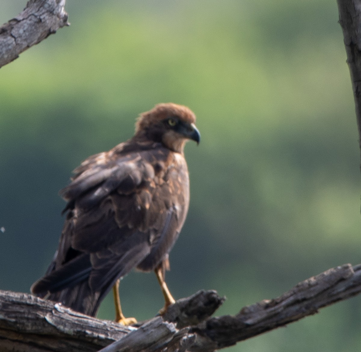 Western Marsh Harrier - ML628178918