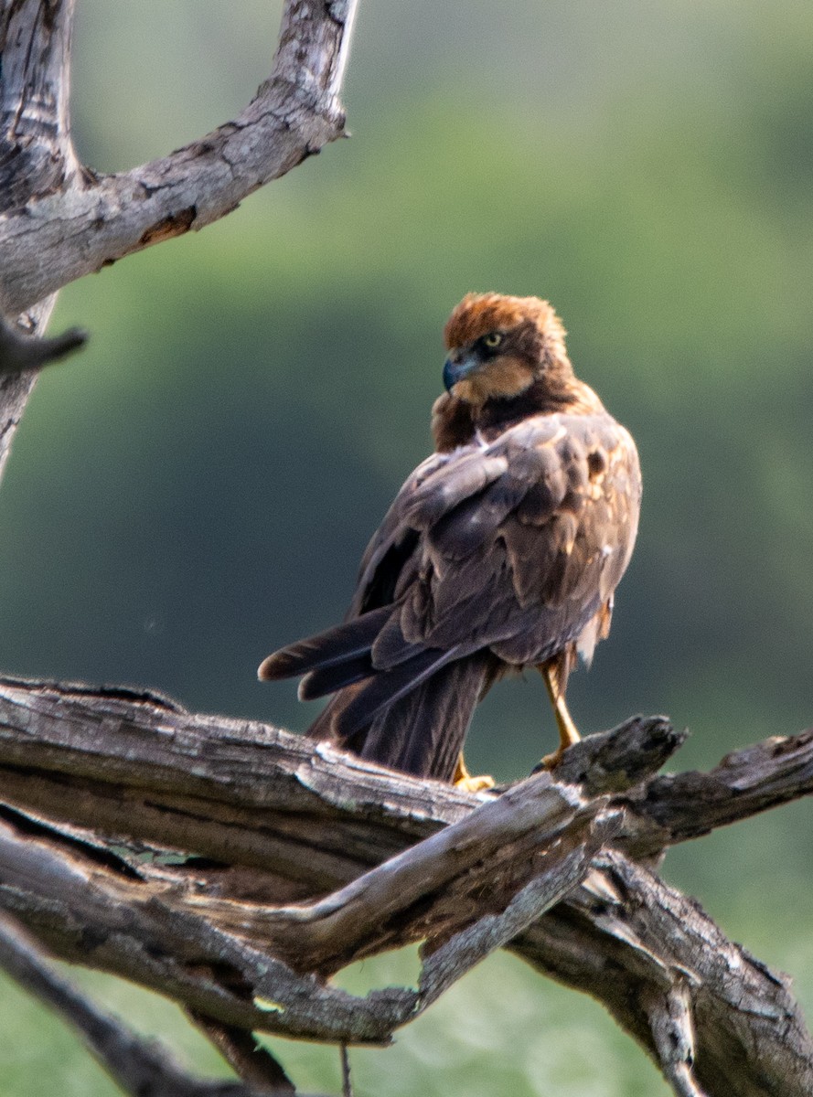 Western Marsh Harrier - ML628178919