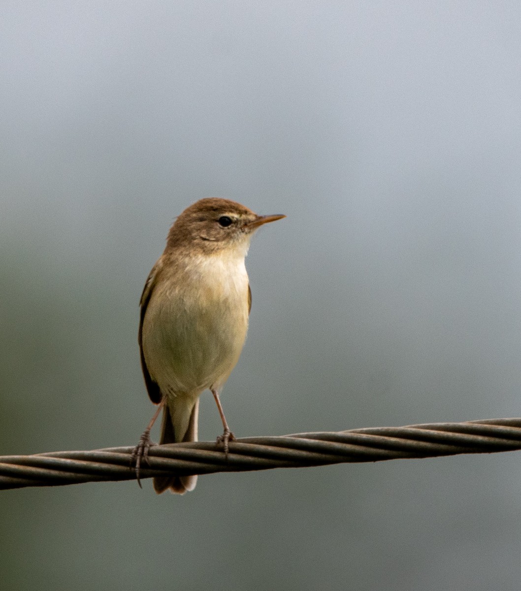 Booted Warbler - ML628178926