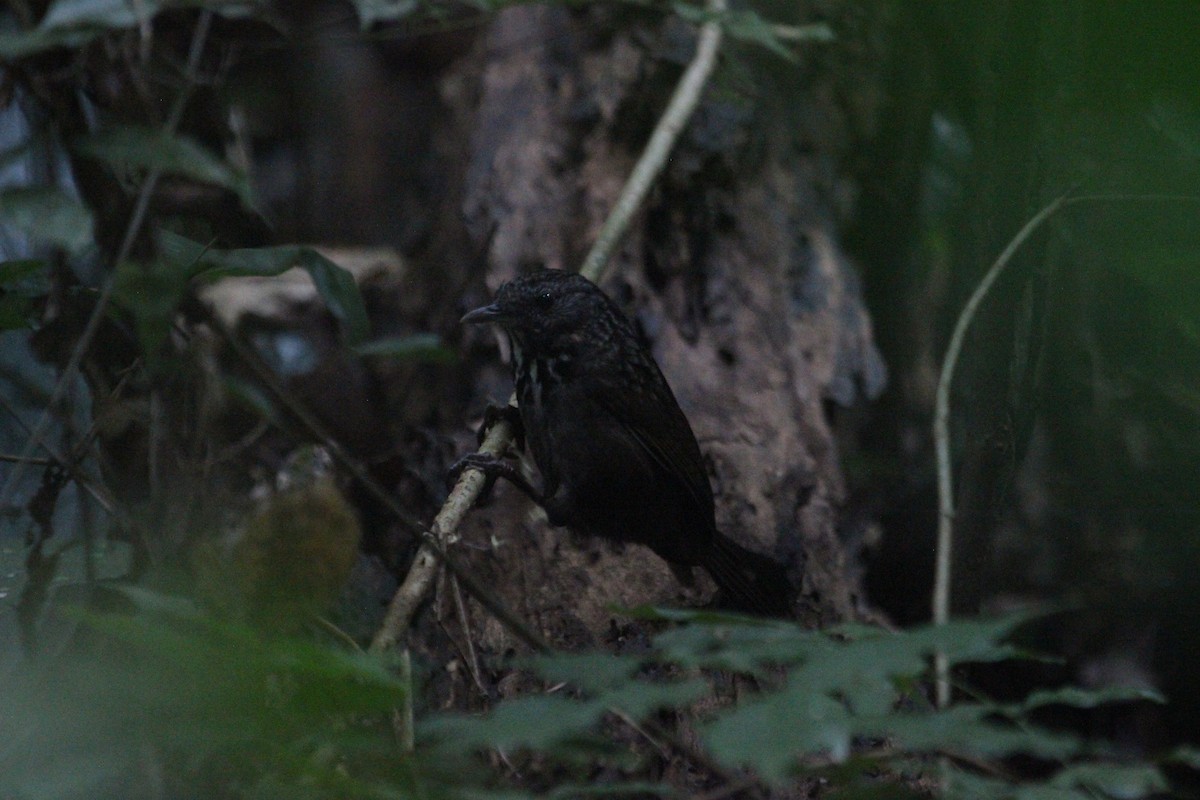 Annam Limestone Babbler - ML628178943