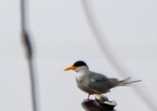 River Tern - ML628178955