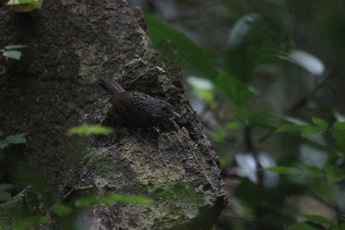 Annam Limestone Babbler - ML628179041