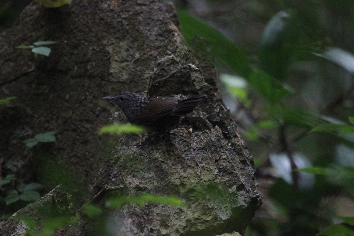 Annam Limestone Babbler - ML628179042