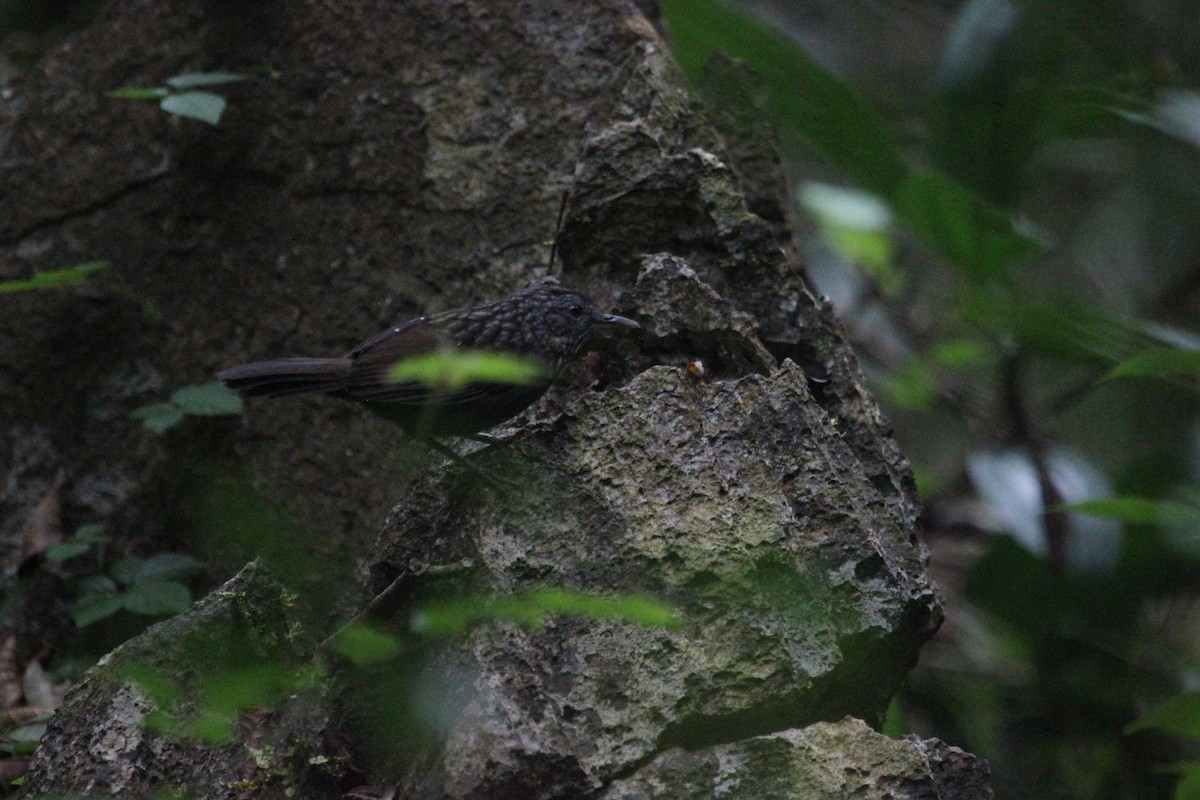 Annam Limestone Babbler - ML628179043