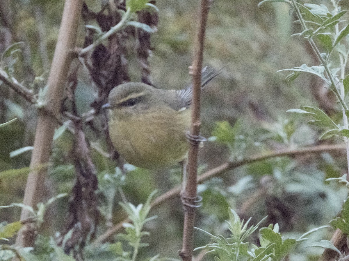 Aberrant Bush Warbler (Aberrant) - ML628179137