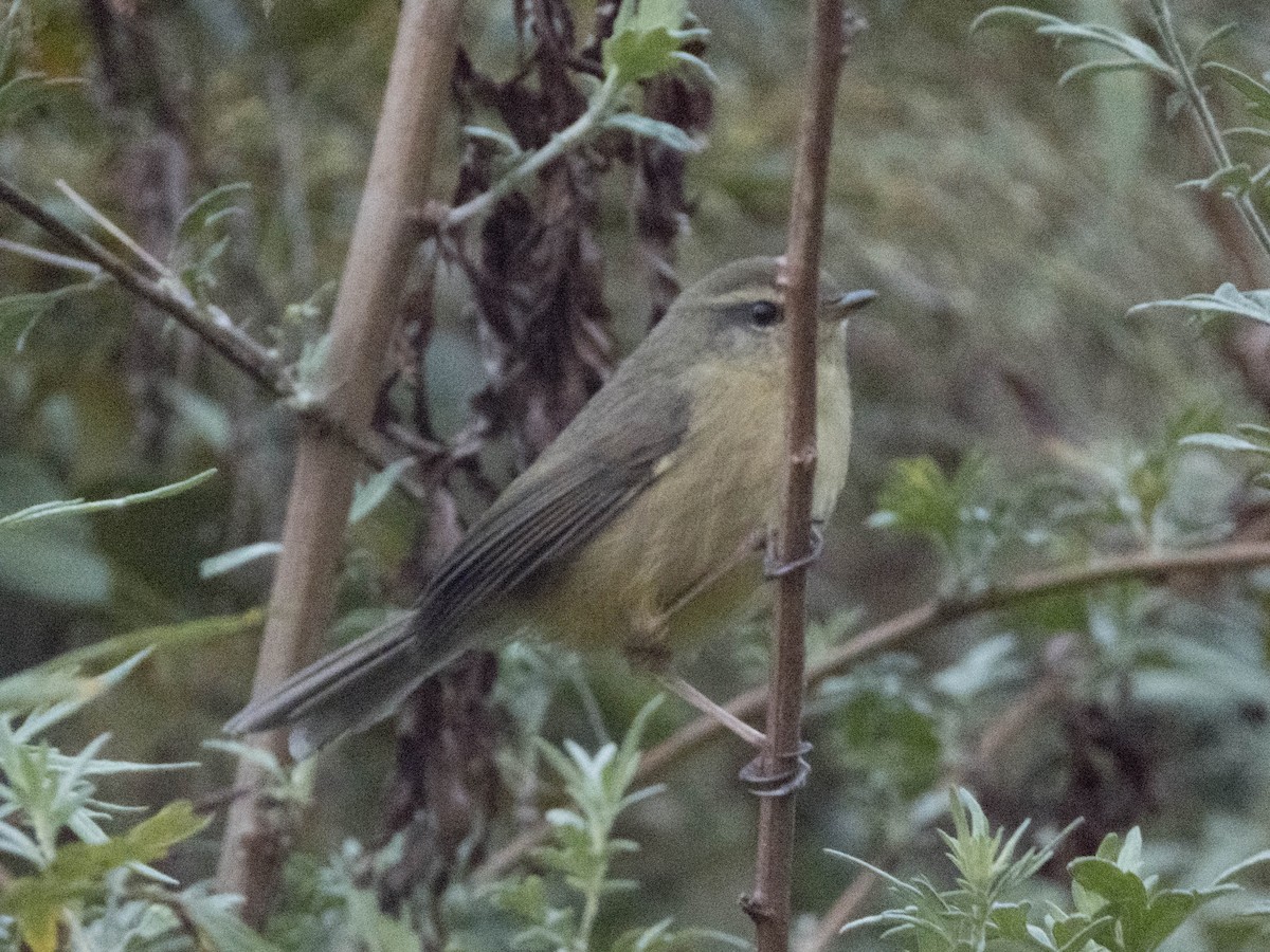 Aberrant Bush Warbler (Aberrant) - ML628179138