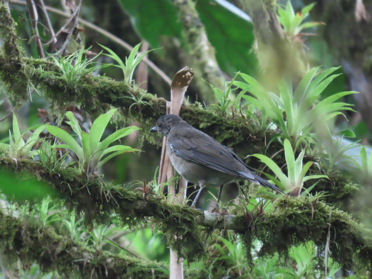 Mountain Thrush - ML628179324