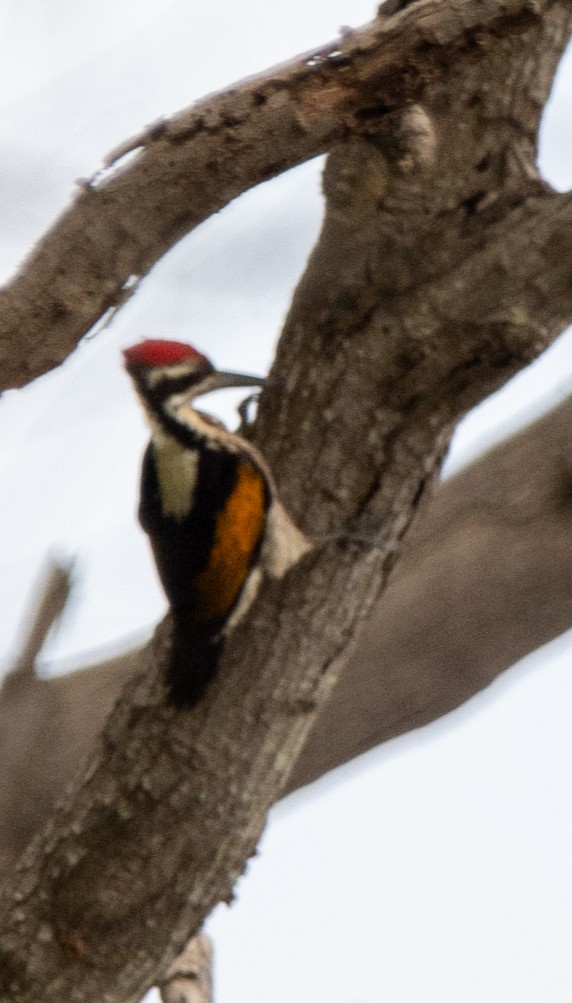 Black-rumped Flameback - ML628179406