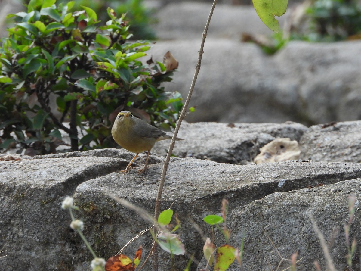 Sulphur-bellied Warbler - ML628179478