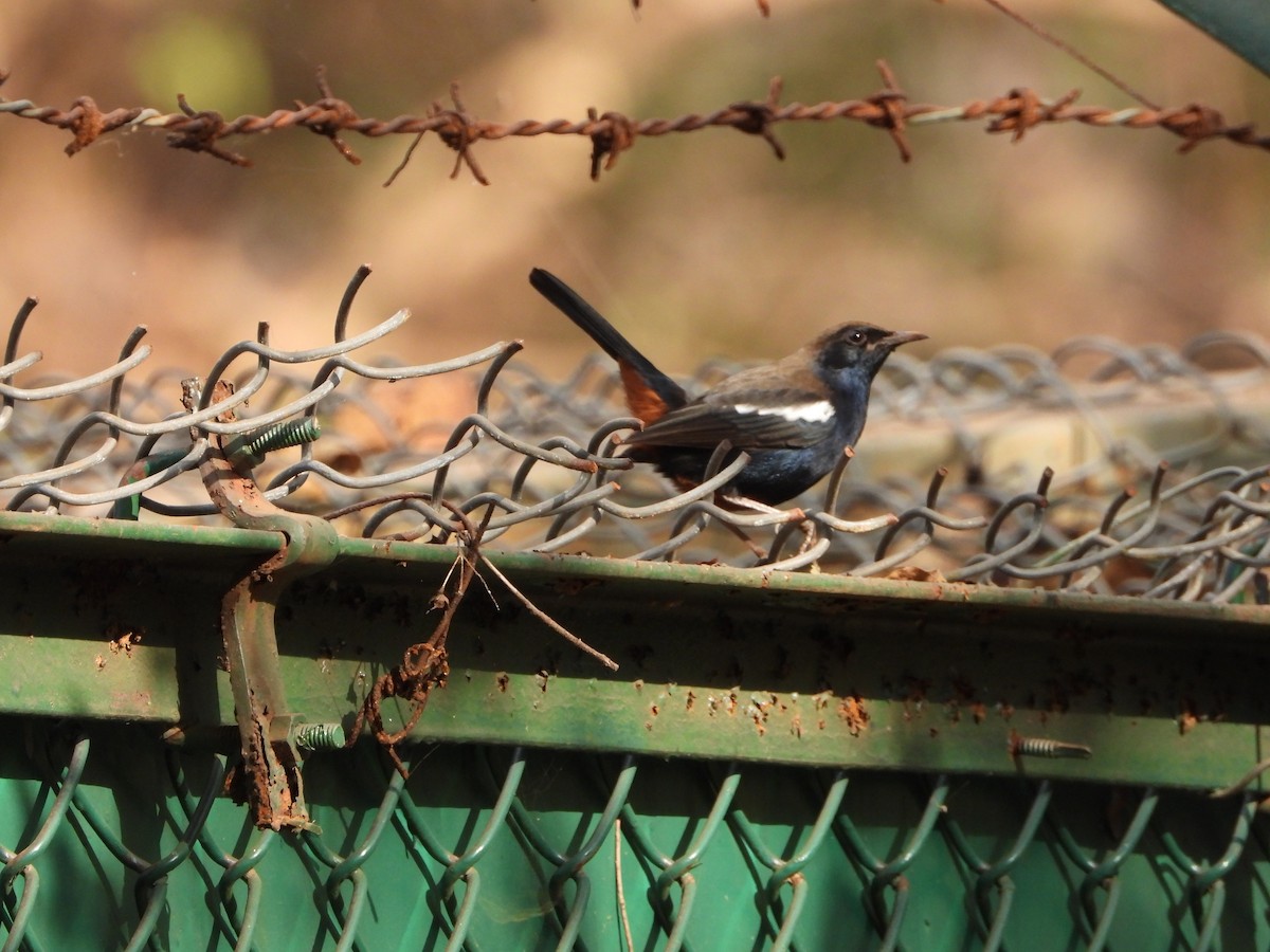 Indian Robin - ML628179489