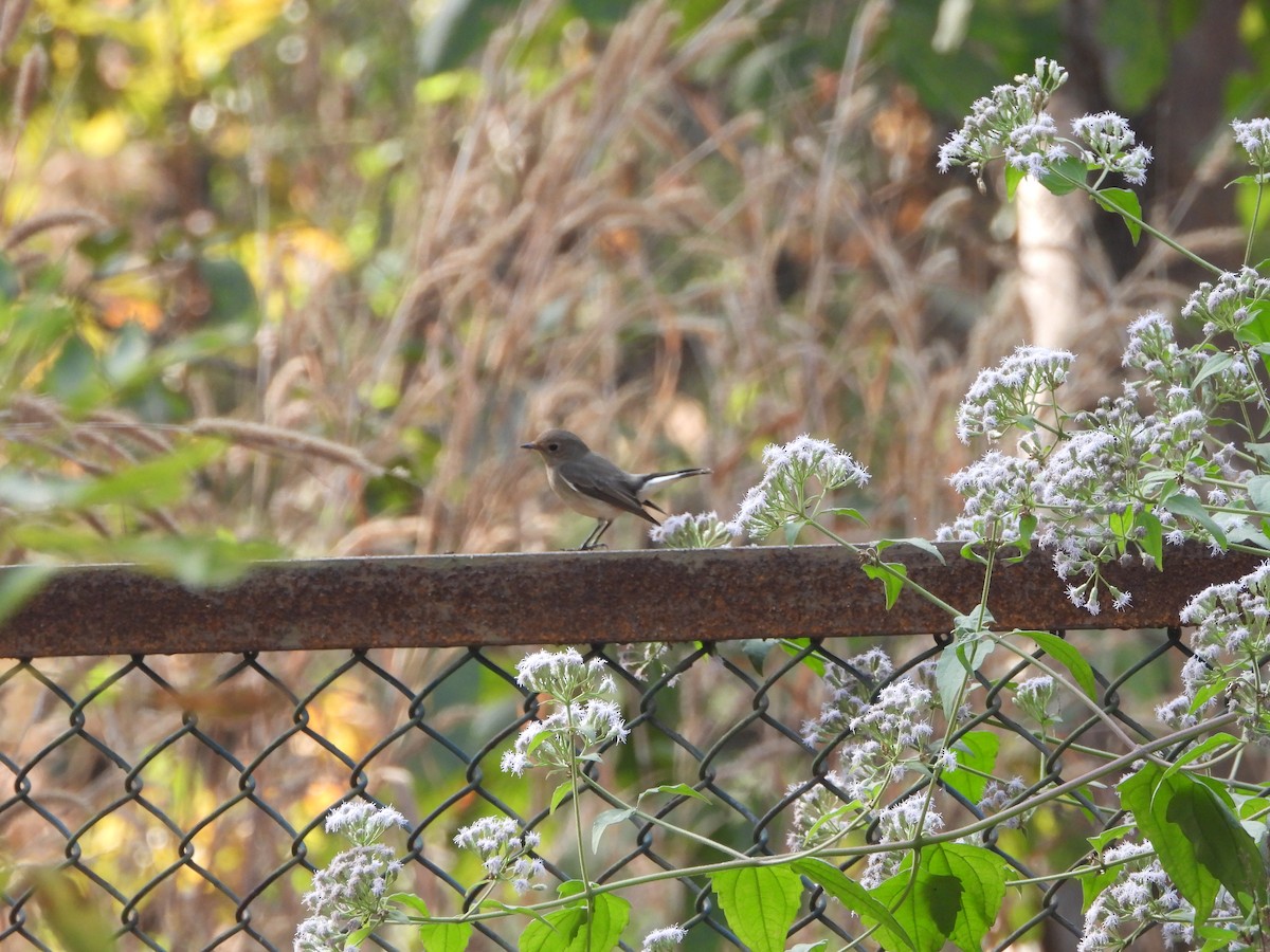 Ultramarine Flycatcher - ML628179514