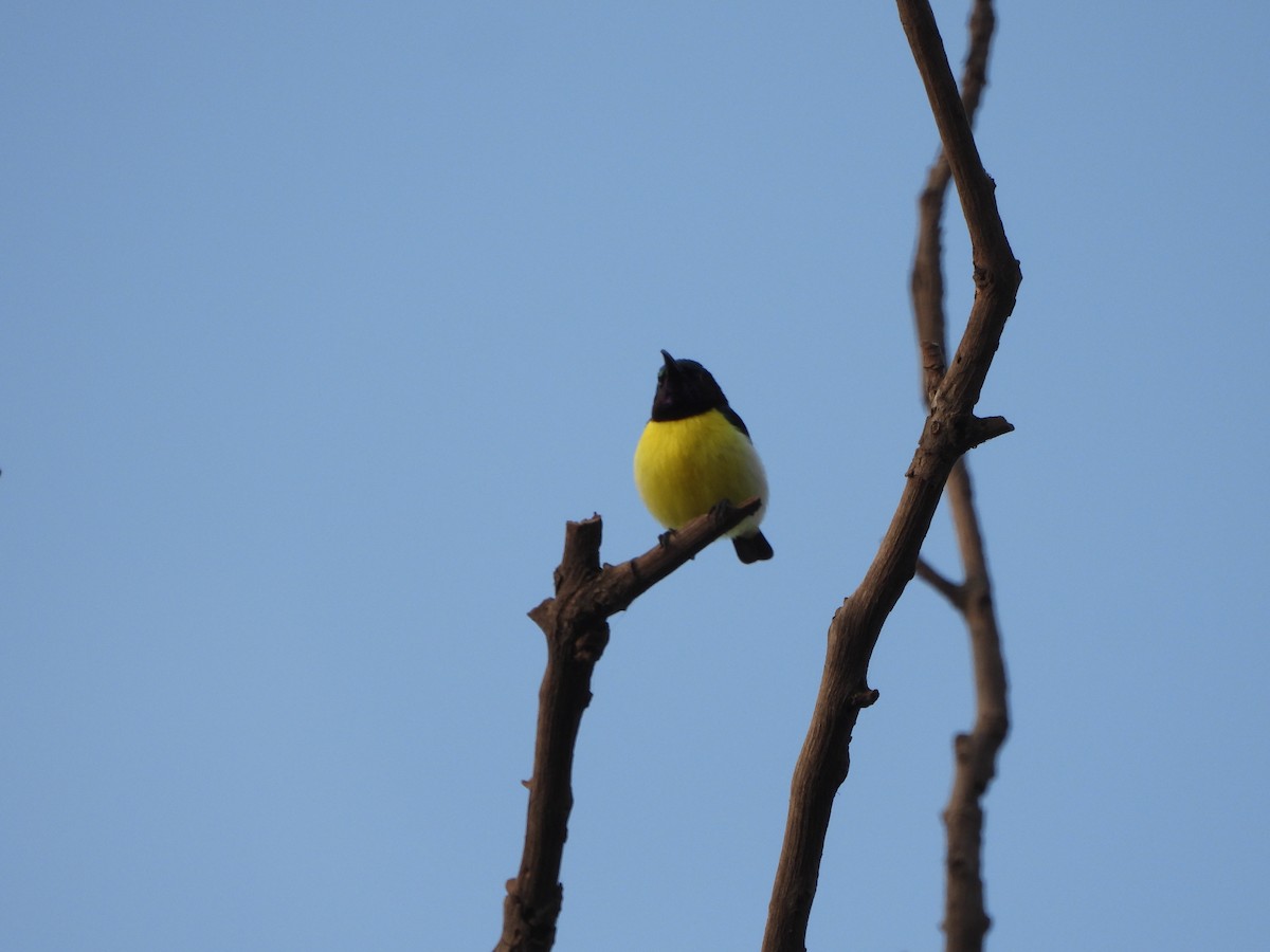Purple-rumped Sunbird - ML628179527