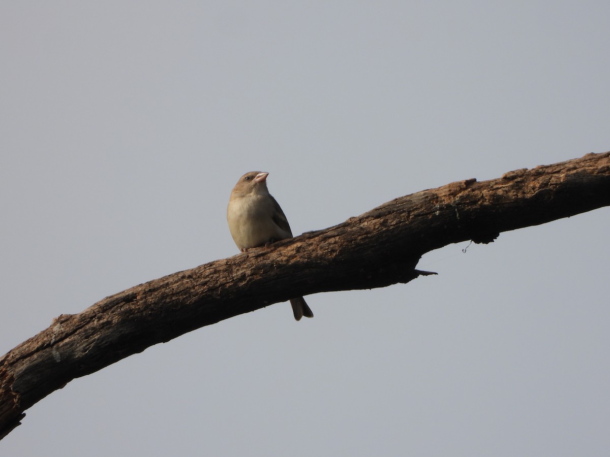 House Sparrow - ML628179536