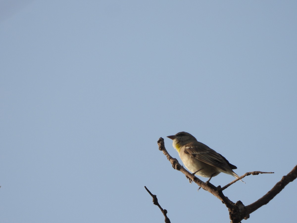 Yellow-throated Sparrow - ML628179574