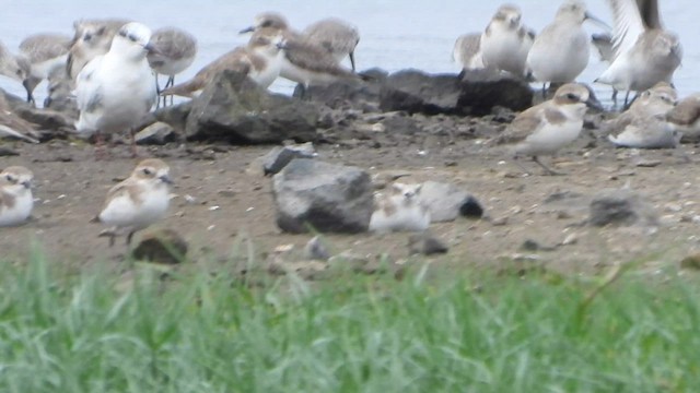 Whiskered Tern - ML628179596