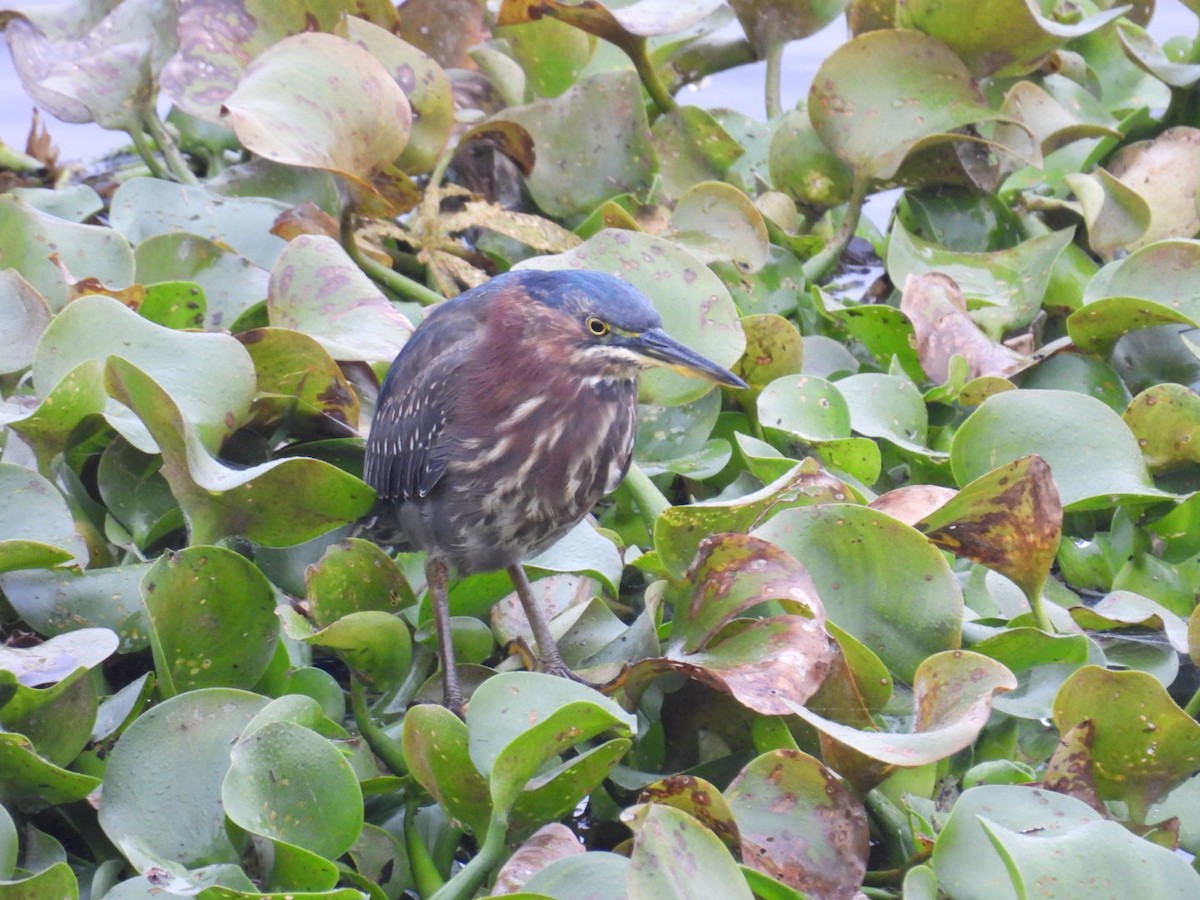 Green Heron - ML628179640